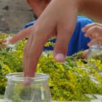ateliers nature pour les enfants, faire son mâcérat huileux