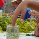 ateliers nature pour les enfants, faire son mâcérat huileux