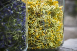 cueillette de fleurs, ateliers de transformation de fleurs, phytothérapie en Savoie, apprendre à reconnaitre les fleurs avec Quentin