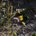 Riviera des Alpes,tourisme savoie,decouvrir les fleurs en savoie,fleurs sauvages,le petit chemin