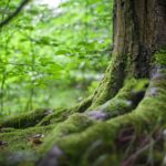 Séjour Ressource et vous, séjour hebergement et activites, séjour tout compris savoie, experience ecologique, séjour naturopathie, vacances en savoie, vacances dans les bauges, vacances nature, week-end en savoie, week-end nature