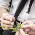 naturopathie, recette d'antant,plantes sauvages, vins et degustations, le petit chemin, activités nature en Savoie, activites nature à Aix-les Bains, apprendre les vertus des plantes, remedes de grand-mere, sante, faire son vin