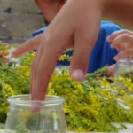 Atelier mâcérat huileux ateliers nature pour les enfants, faire son mâcérat huileux