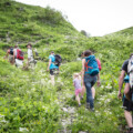 Activite nature, activite aix Riviera des alpes, activites dans les bauges, naturopathie en montagne, fleurs de montagnes, apprendre à faire des tisanes, cueuillette, faire ses propres tisanes, plantes medicinales, decouverte des fleurs sauvages, flore des montagnes, sortie en famille dans les bauges, activites en famille en savoie